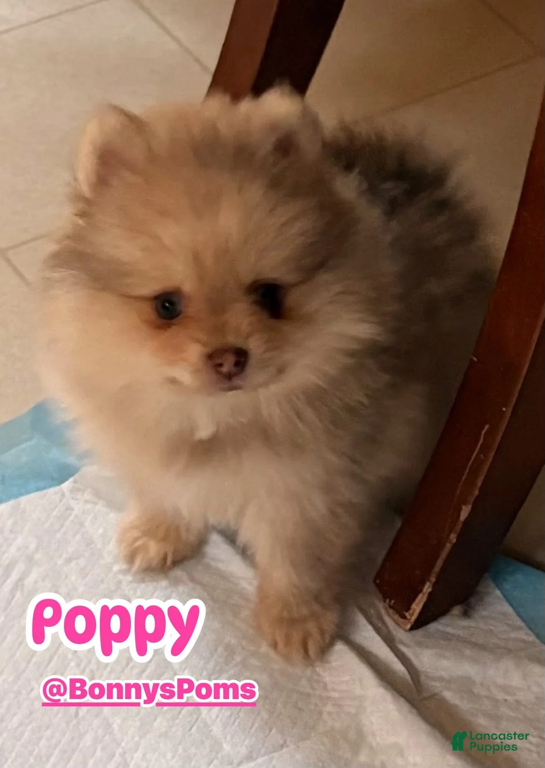 Pomeranian dogs for sale: Poppy - Ad 1