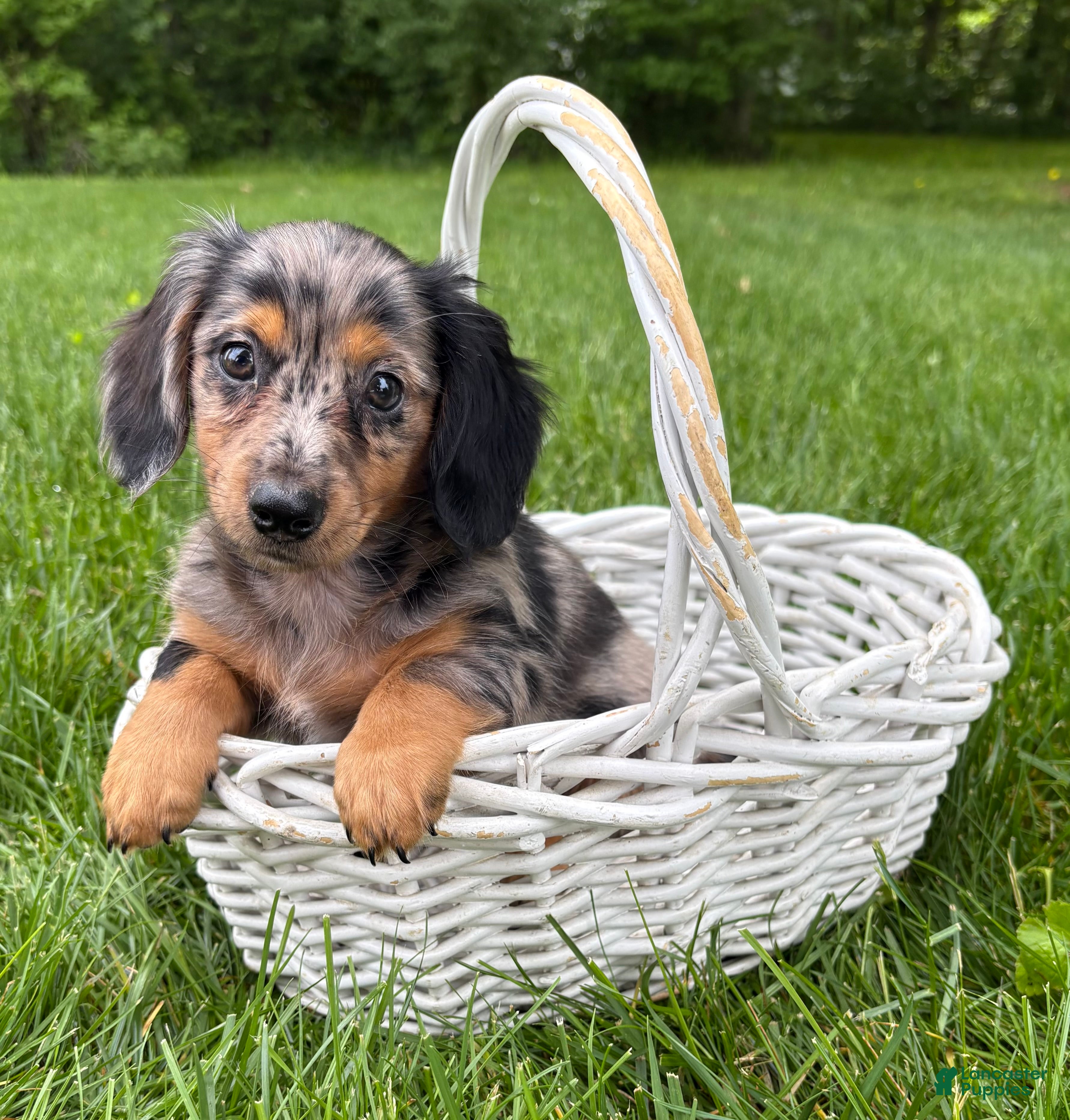 Dachshund dogs Enzo - Ad 2