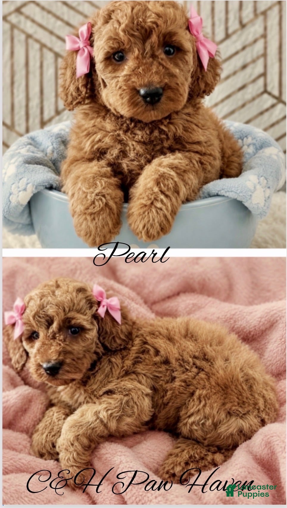 Mini Goldendoodle dogs Pearl - Ad 16
