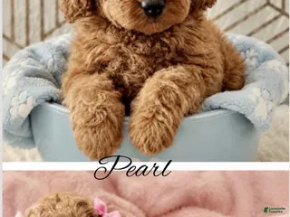 Mini Goldendoodle dogs Pearl - Ad 39