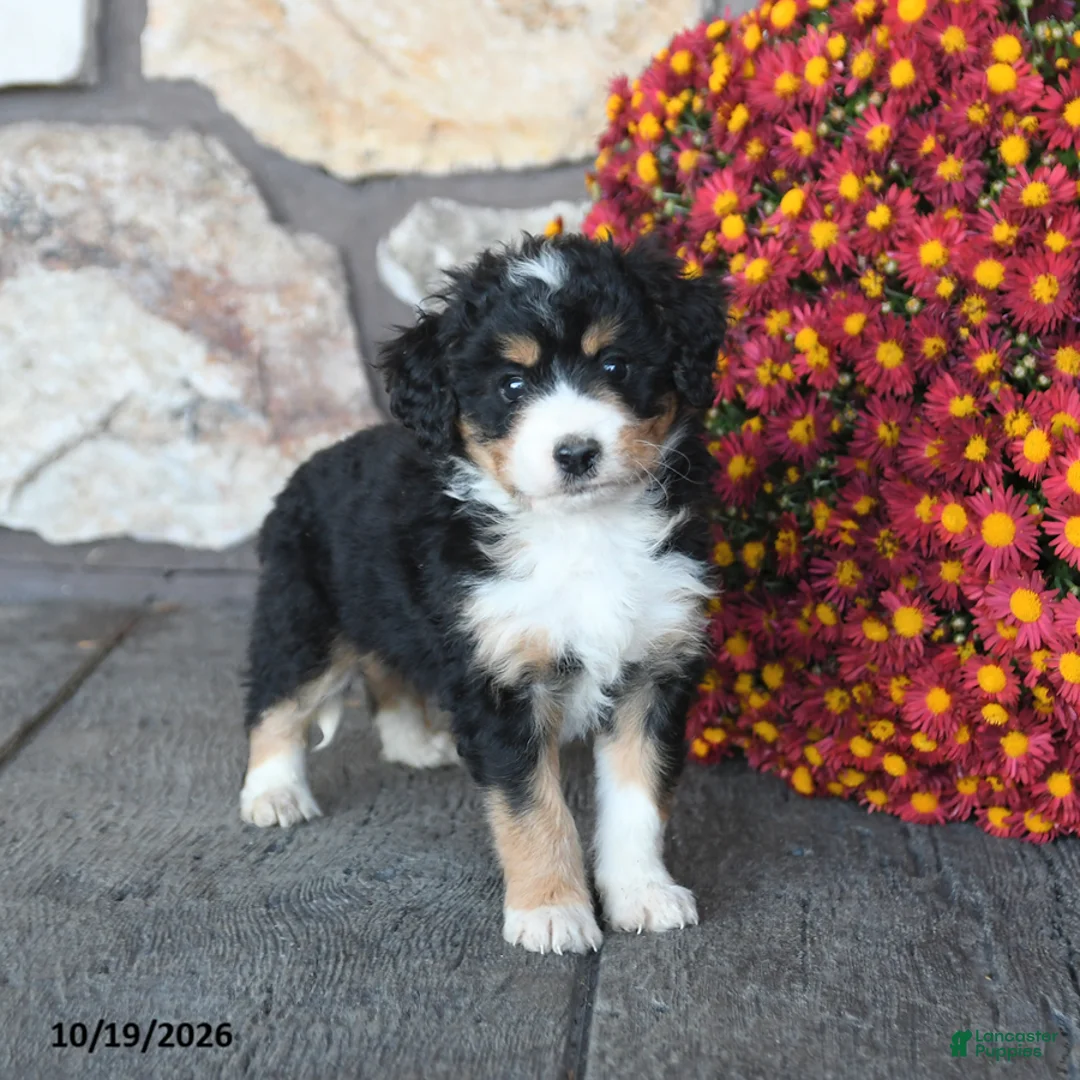 Mini Bernedoodle dogs for sale: Prince   - Ad 2