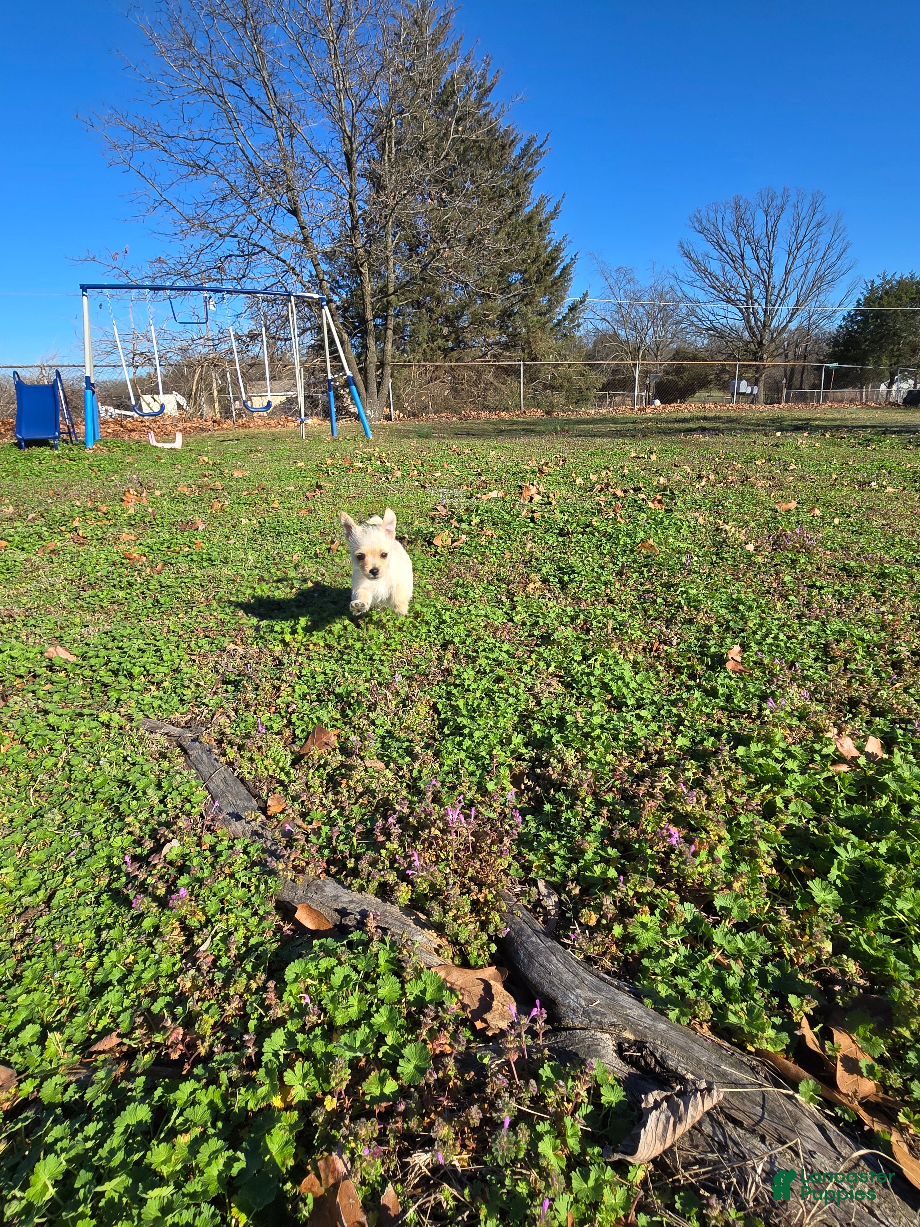 Mixed Breed dogs Mixed Breed Puppy 1 - Ad 19