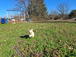 Mixed Breed dogs Mixed Breed Puppy 1 - Ad 8