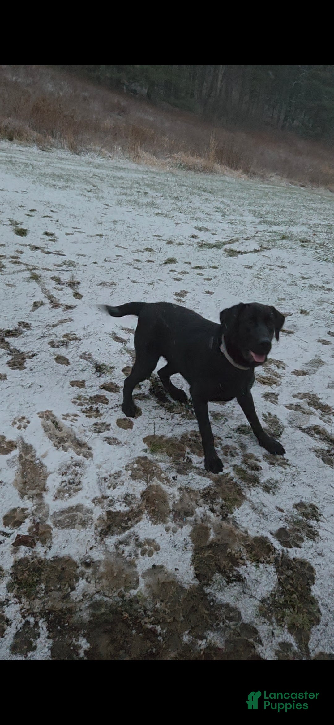 Labrador Retriever dogs for sale: Labrador Retriever Puppy 1 - Ad 3