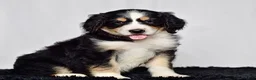 Bernedoodle dogs for sale: Ms. Harper - Ad 6