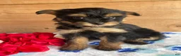 Pomapoo dogs for sale: Snuggles - Ad 3