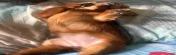 Mixed Breed dogs for sale: Stella - Ad 35