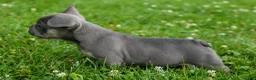 French Bulldog dogs for sale: Kilo  - Ad 17