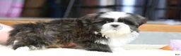 Shih Tzu dogs for sale: Stanlee - Ad 14