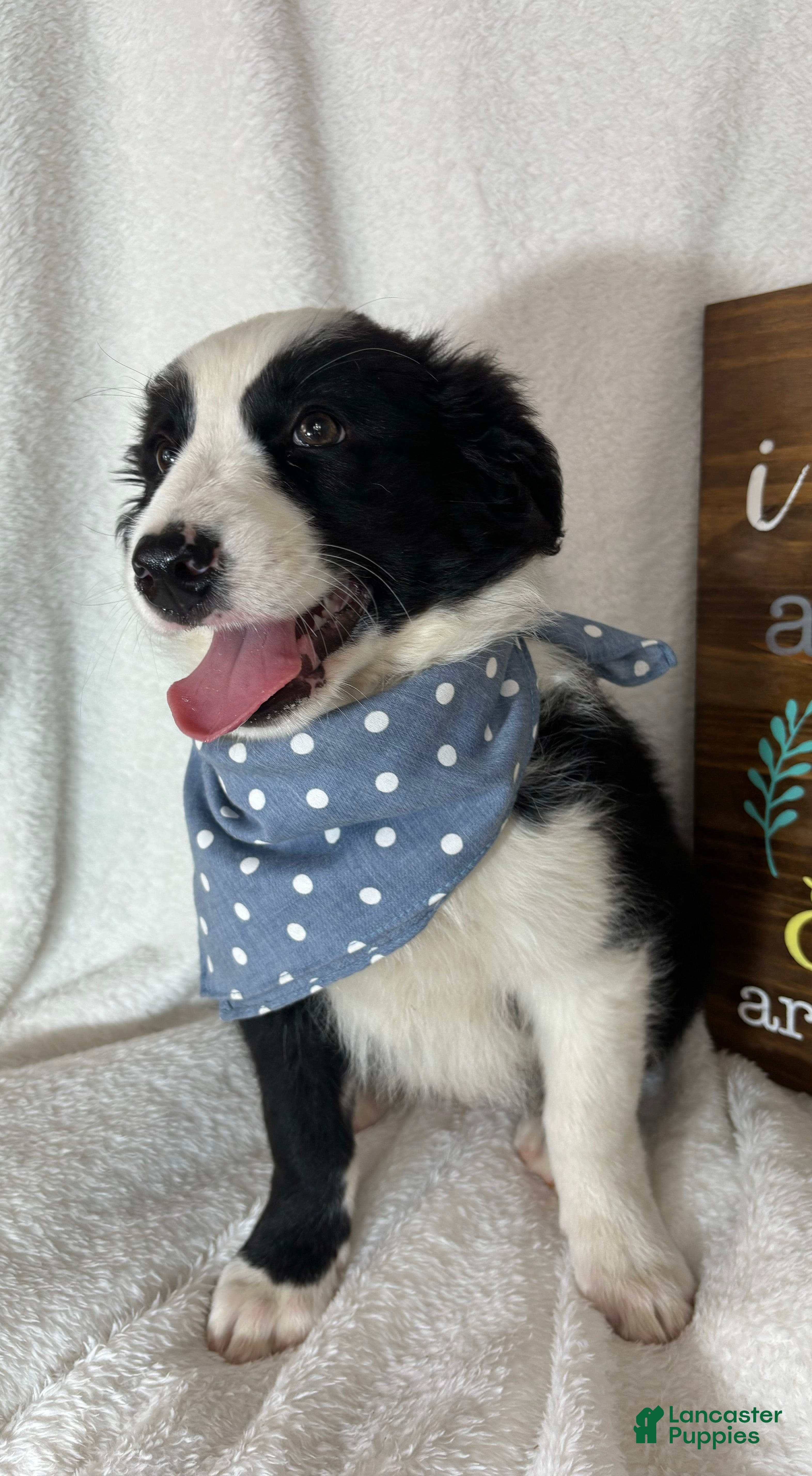 Australian Shepherd dogs Boomer - Ad 23
