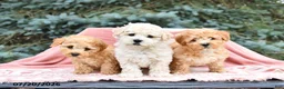 Maltipoo dogs for sale: Reba - Ad 5