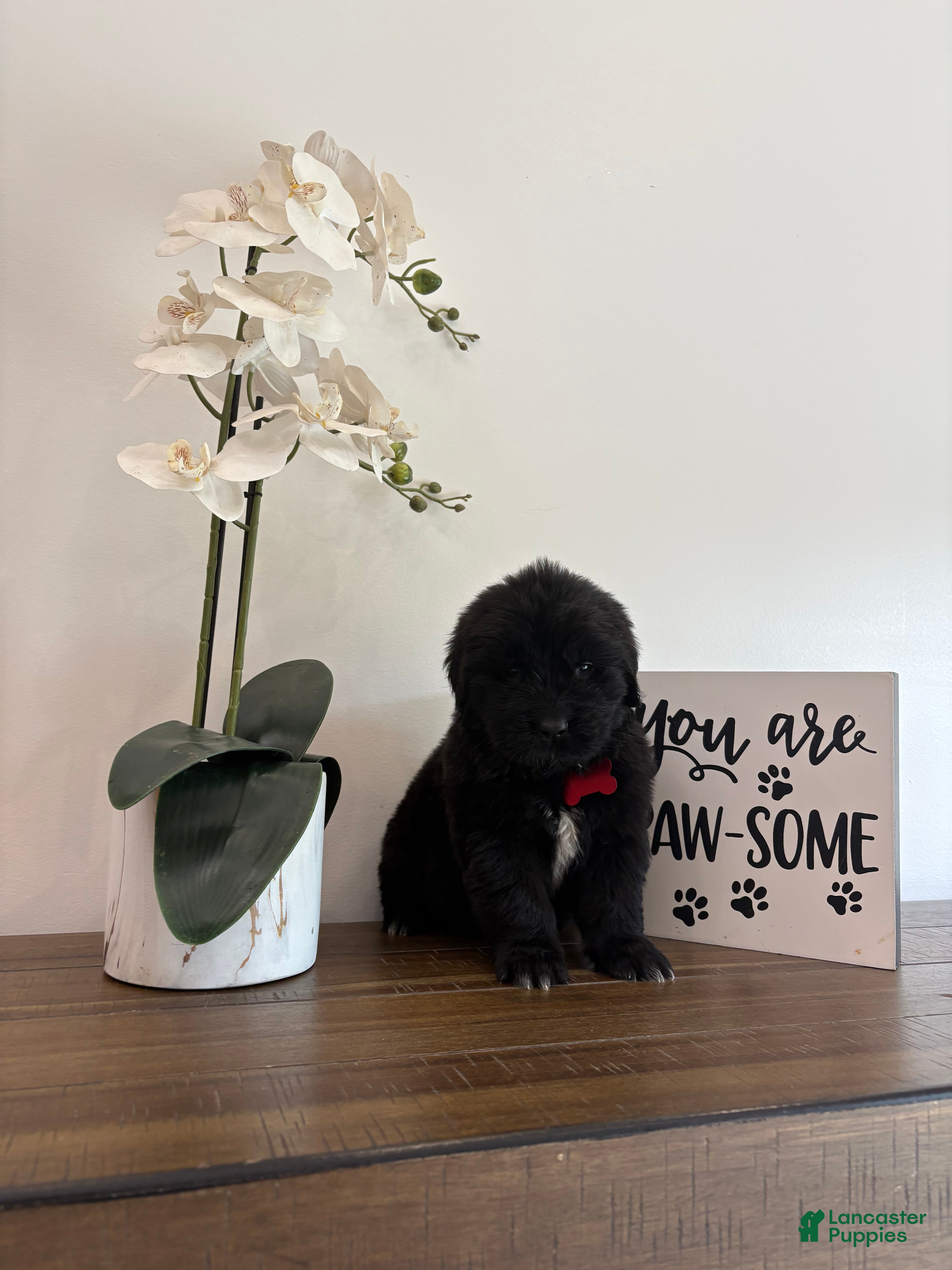 Newfoundland dogs Bae - Ad 17