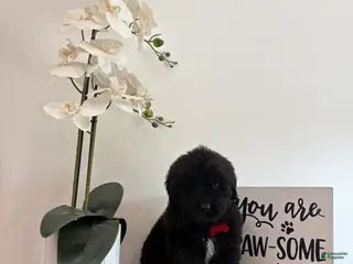 Newfoundland dogs Bae - Ad 17