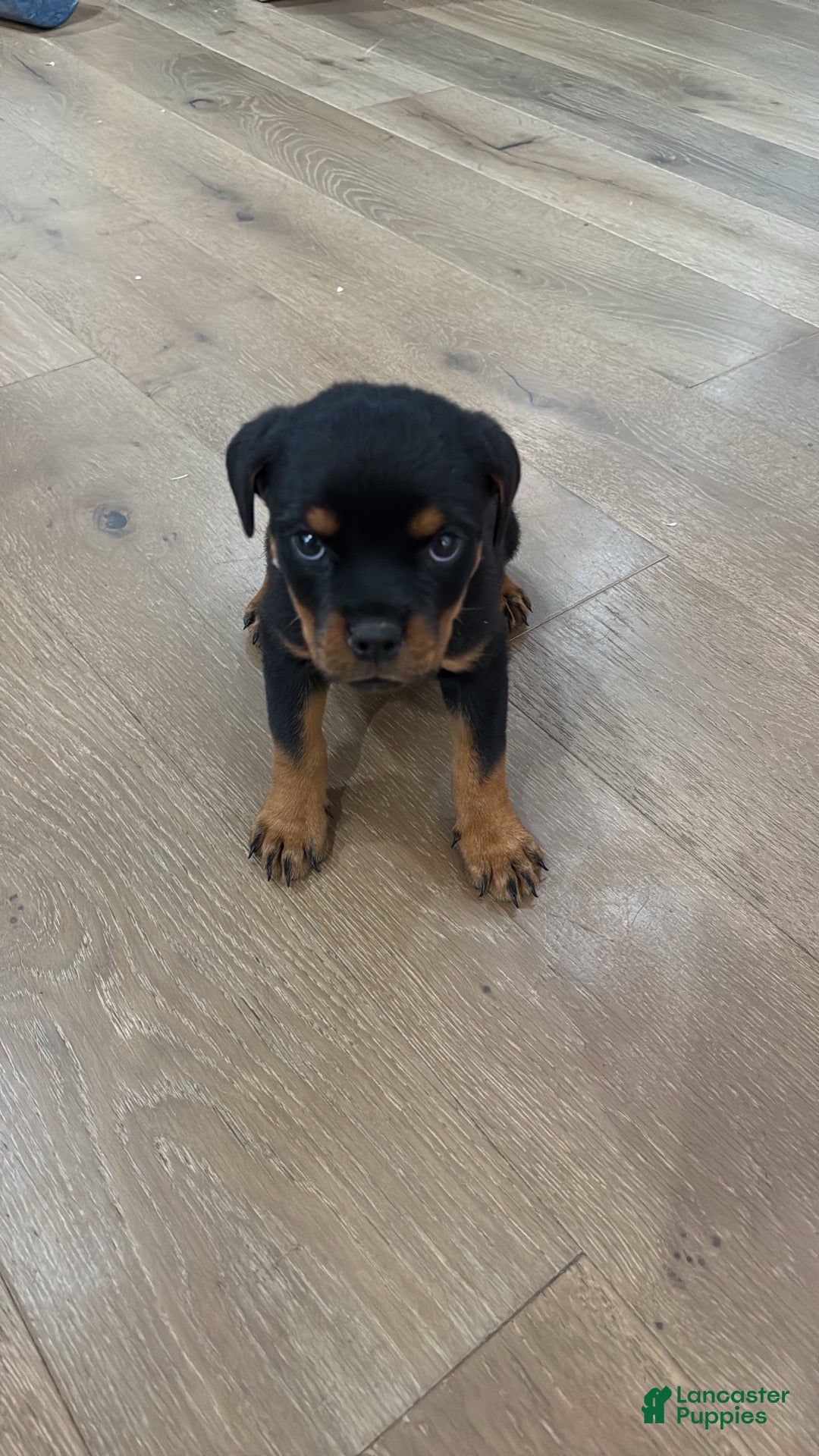 Rottweiler dogs Churro - Ad 1