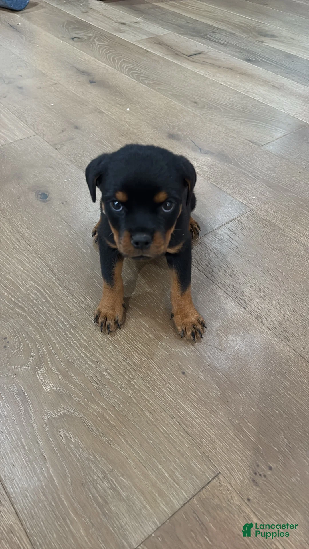Rottweiler dogs for sale: Churro - Ad 1