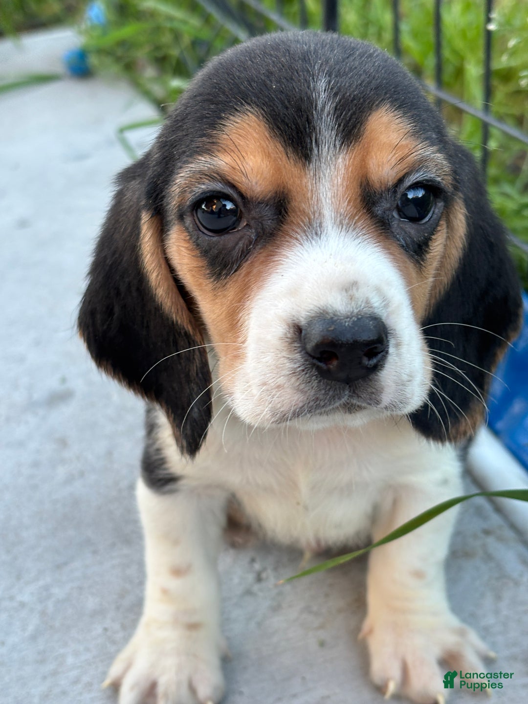 Beagle dogs for sale: Gus - Ad 11