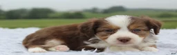 Mini Aussiedoodle dogs for sale: Mini Aussiedoodle 2 - Ad 3