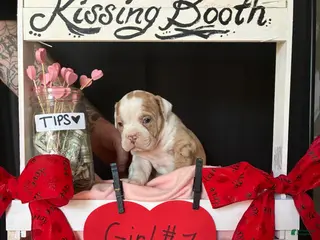 Olde English Bulldogge dogs Olde English Bulldogge Puppy 7 - Ad 25