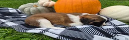 Saint Bernard dogs for sale: Maggie - Ad 3