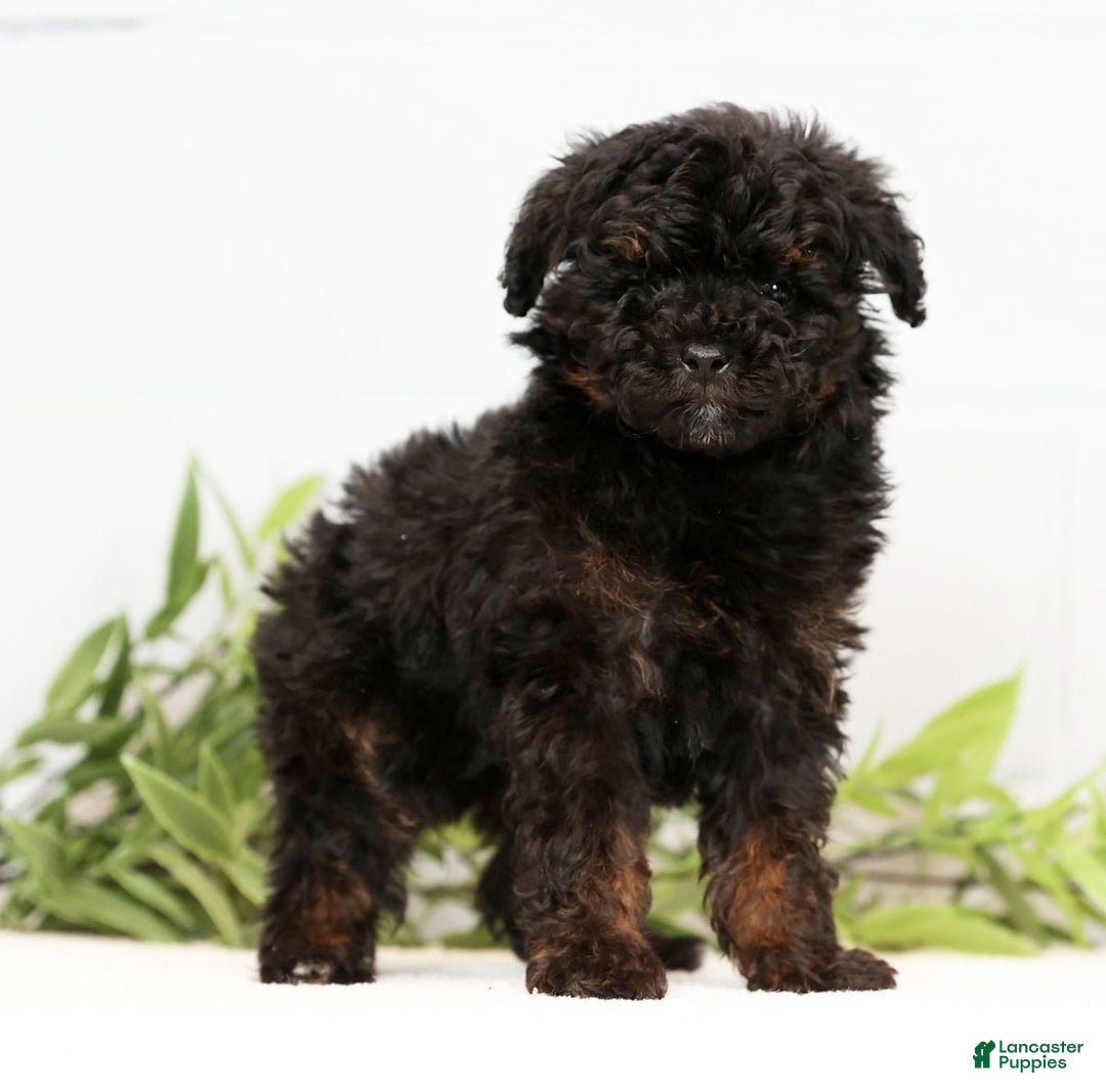 Toy Poodle dogs for sale: Lilly Toy - Ad 3