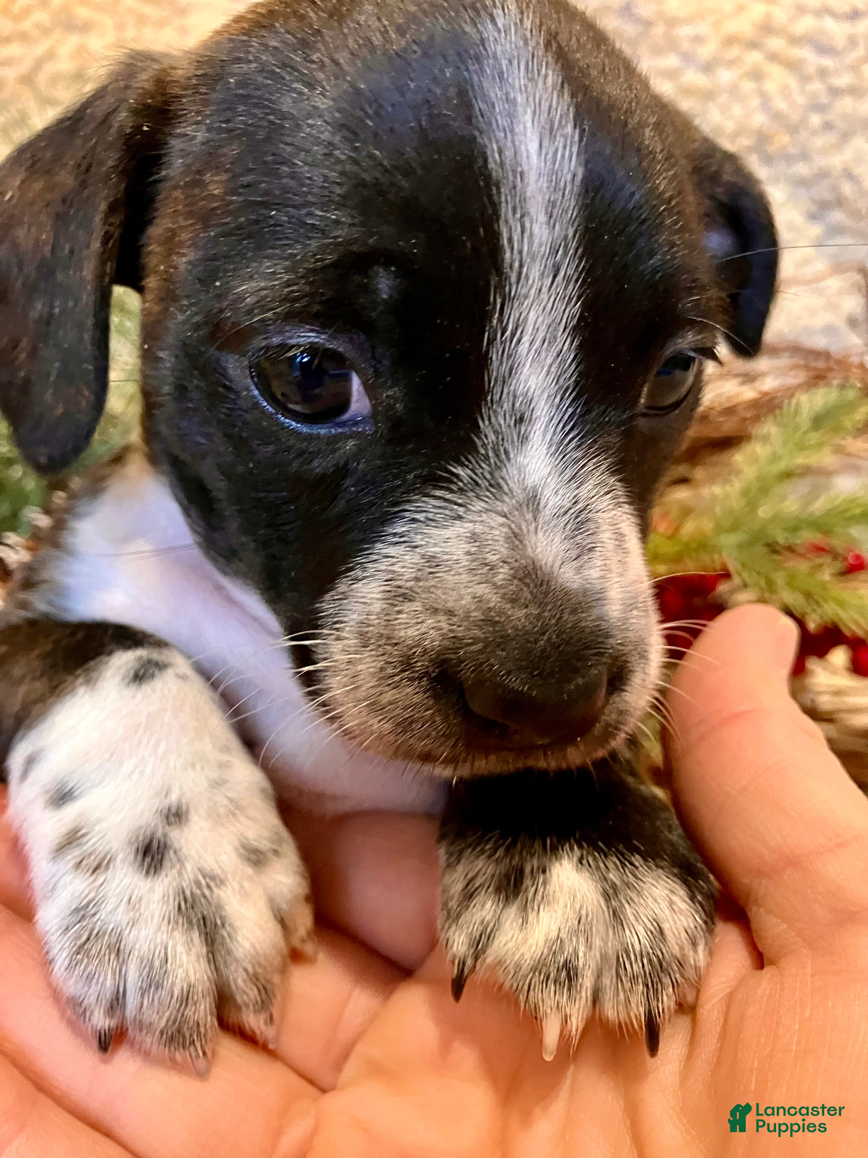 Mixed Breed dogs Lucy Love Ricardo - Ad 42