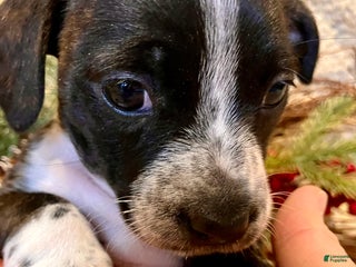 Mixed Breed dogs Lucy Love Ricardo - Ad 7