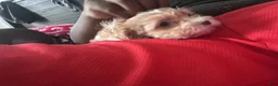 Mixed Breed dogs for sale: Pebbles  - Ad 22