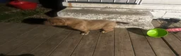 American Bully dogs for sale: Saweetie - Ad 3