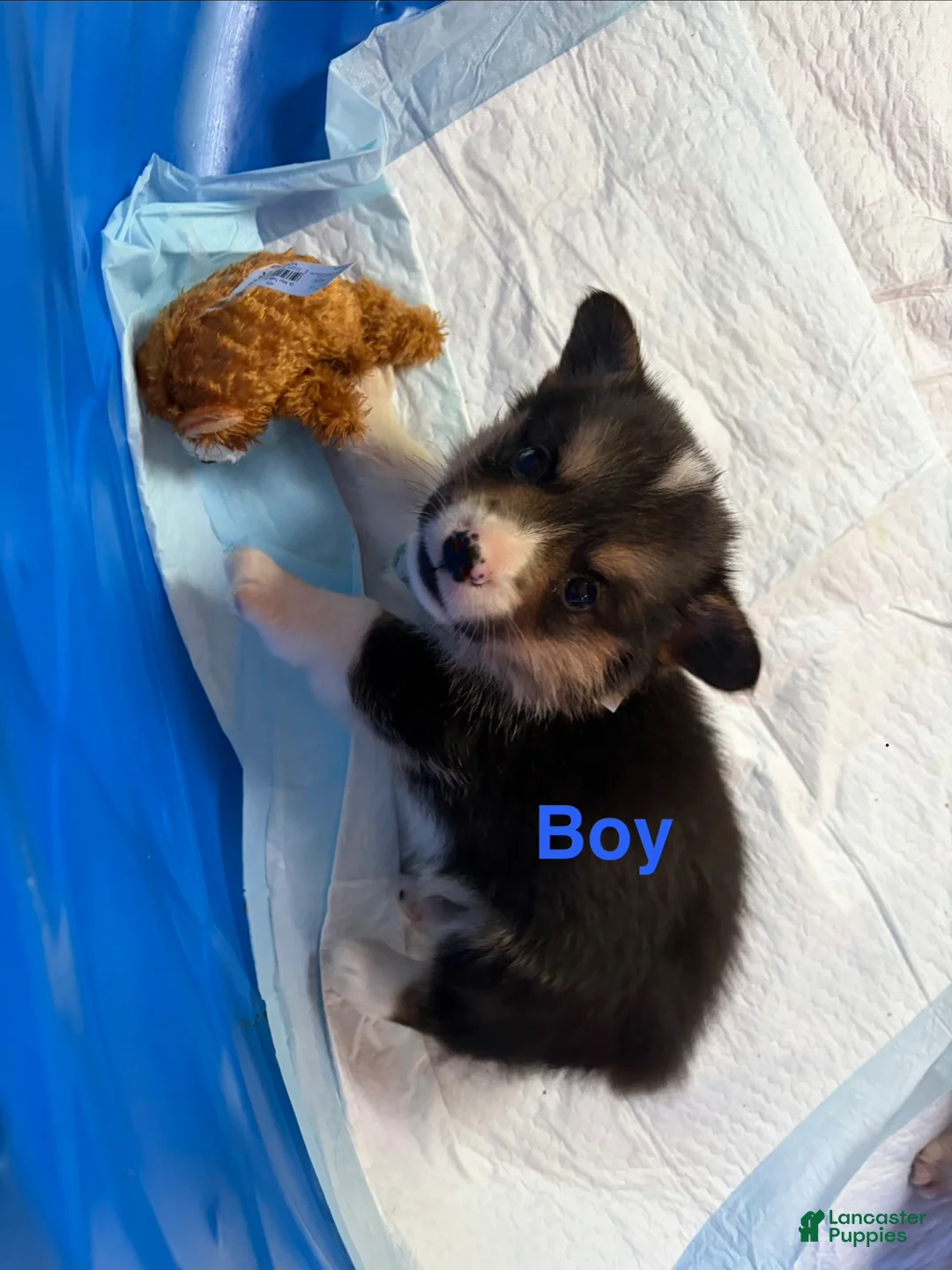 Welsh Corgi Pembroke dogs for sale: Winnie - Ad 2