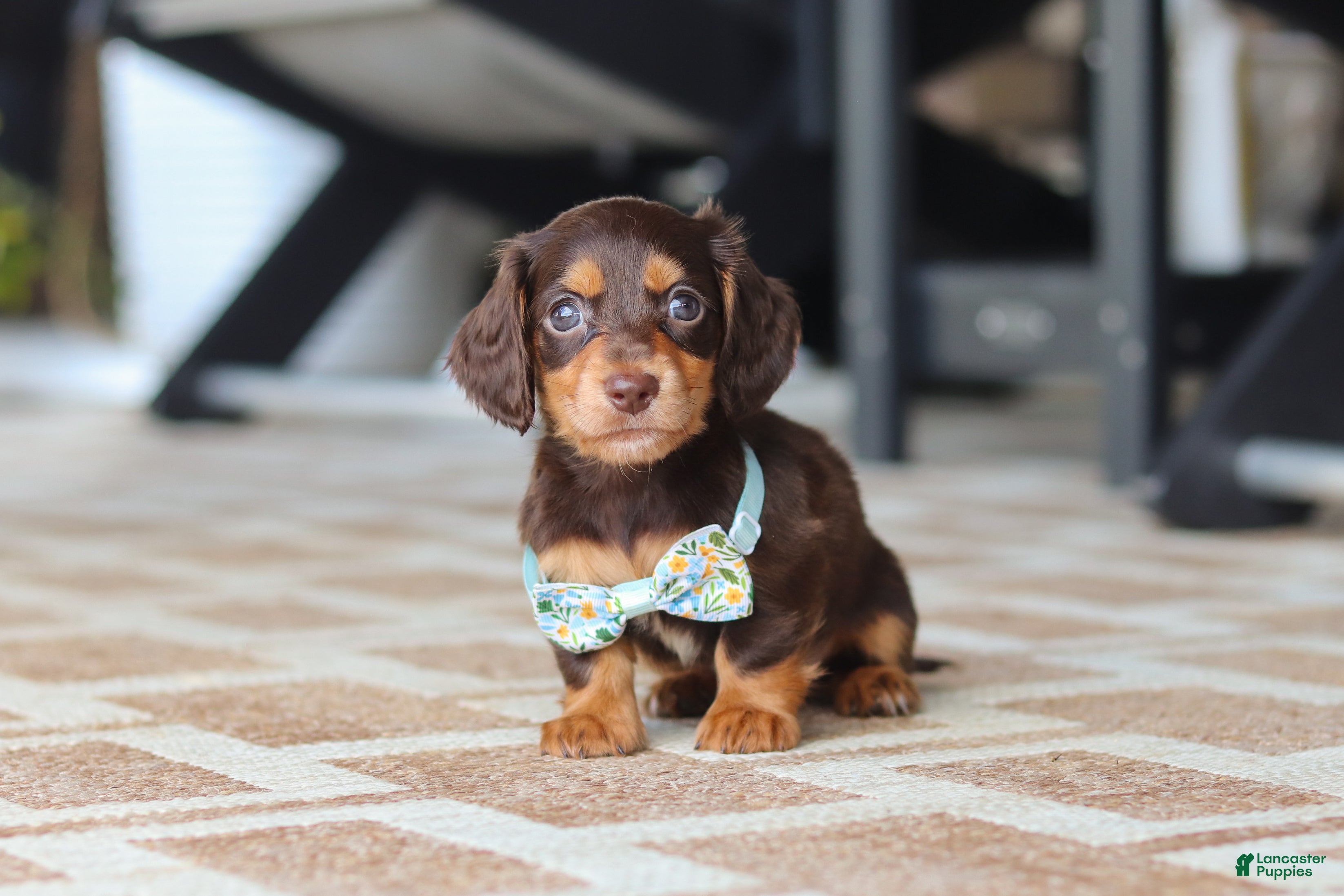 Miniature Dachshund dogs Warren - Ad 1