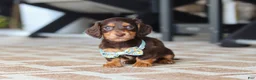 Miniature Dachshund dogs for sale: Warren - Ad 1