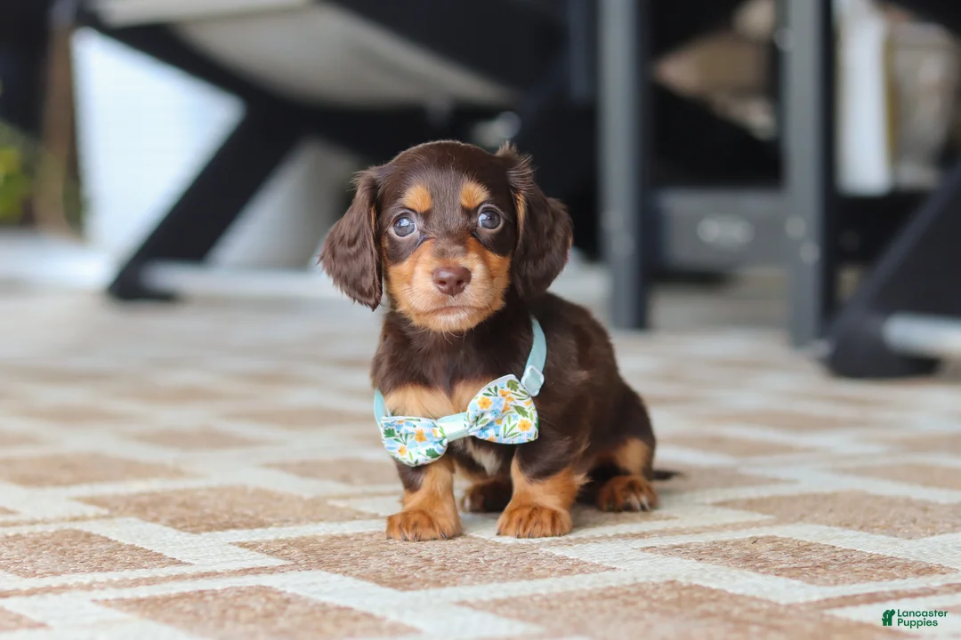 Miniature Dachshund dogs for sale: Warren - Ad 1