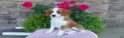 Aussiedoodle dogs for sale: Aussiedoodle 3 - Ad 3