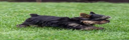 Yorkshire Terrier dogs for sale: Willy Yorkshire Terrier Puppy  - Ad 10