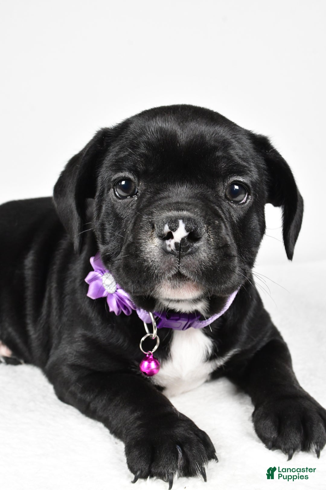 Mixed Breed dogs for sale: Dixie - Ad 3