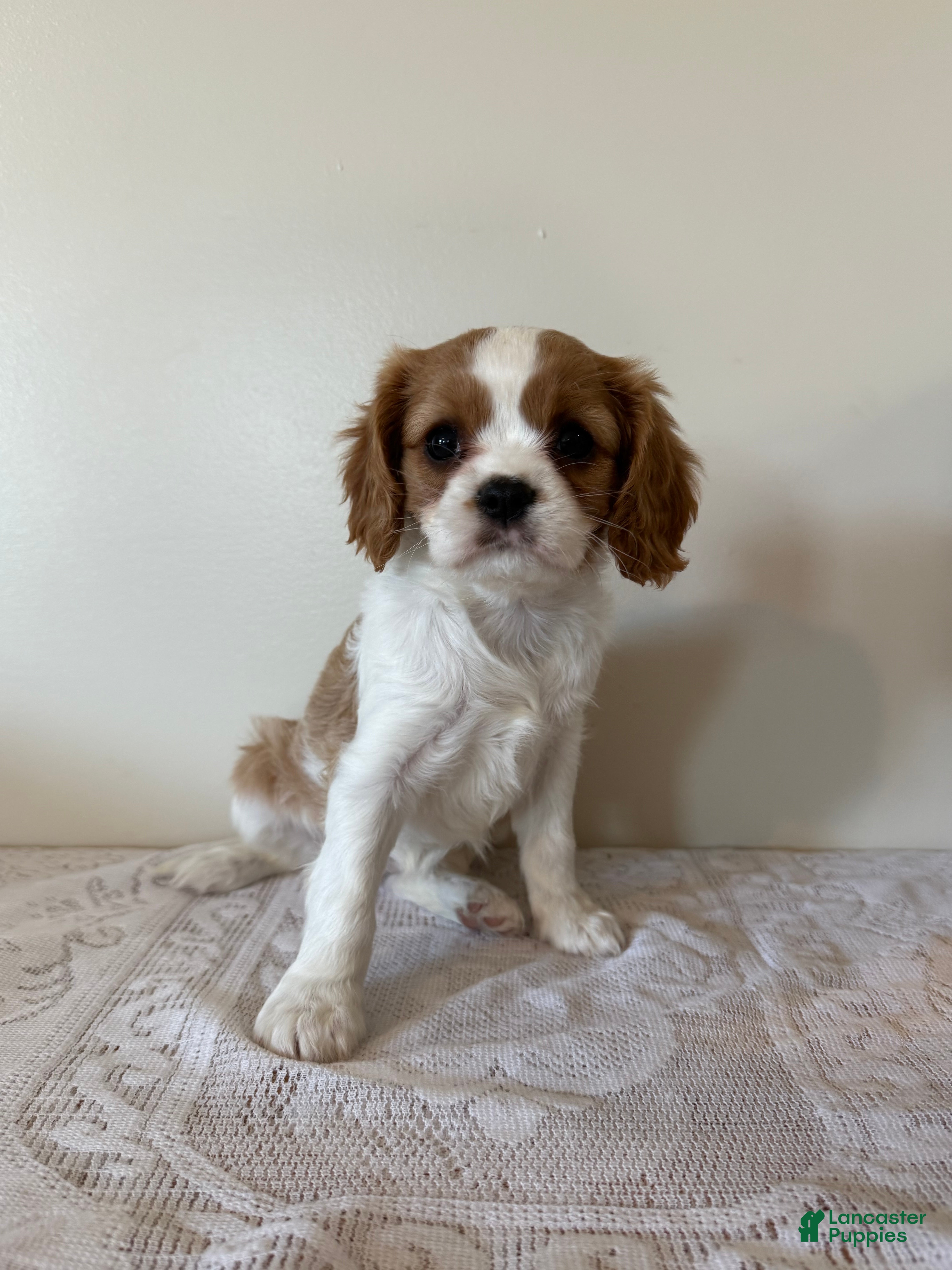 Cavalier King Charles Spaniel dogs Smartie Cavalier King Charles Spaniel puppy  - Ad 1
