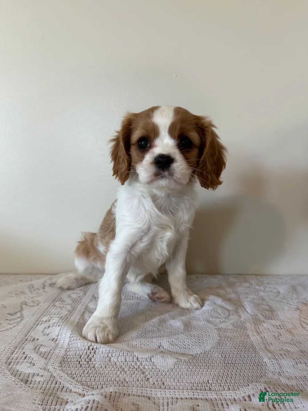 Cavalier King Charles Spaniel dogs for sale: Smartie Cavalier King Charles Spaniel puppy  - Ad 1