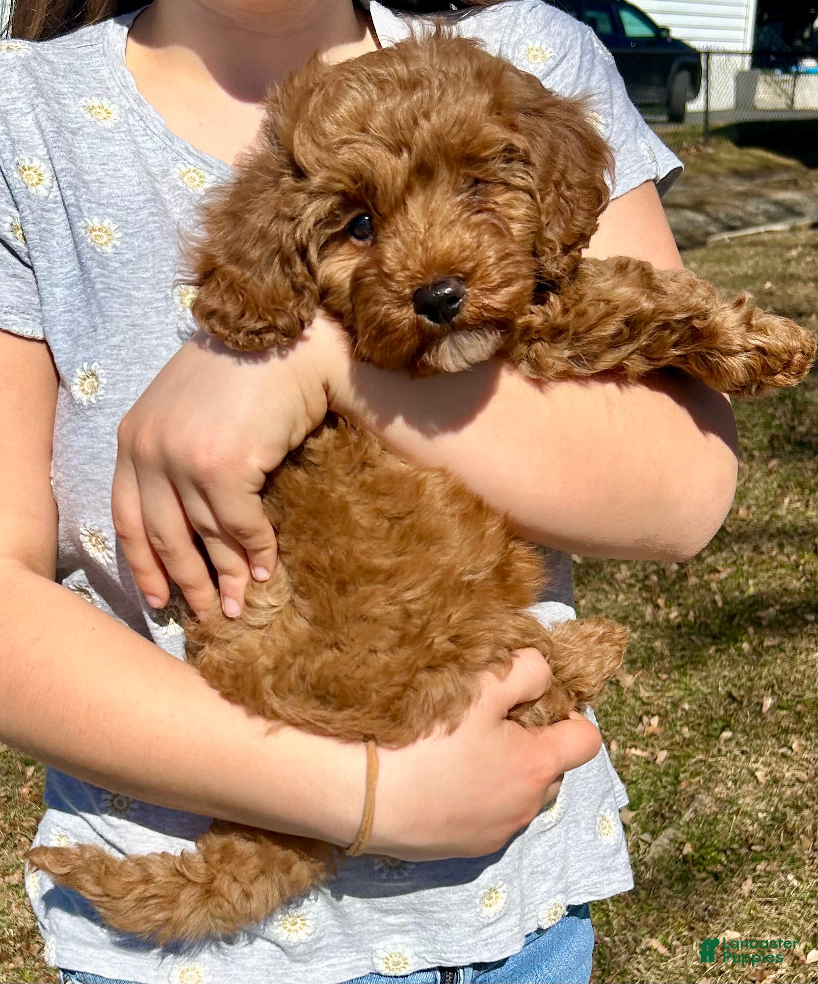 Mini Bernedoodle dogs Ivy - Ad 2