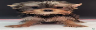 Yorkshire Terrier 1