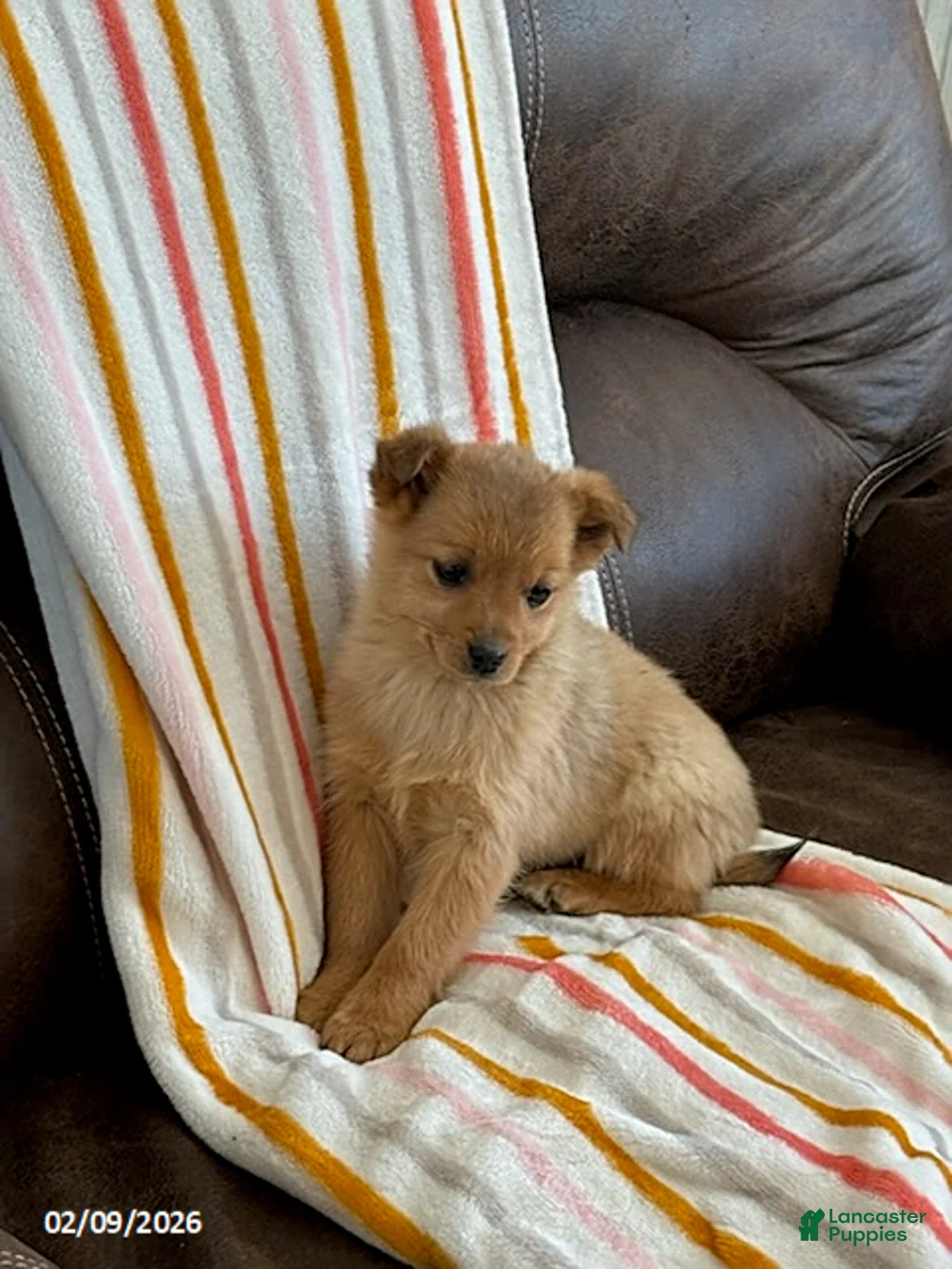 Mixed Breed dogs for sale: Winston - Ad 2