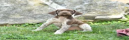 German Shorthaired Pointer dogs for sale: Rocket - Ad 2