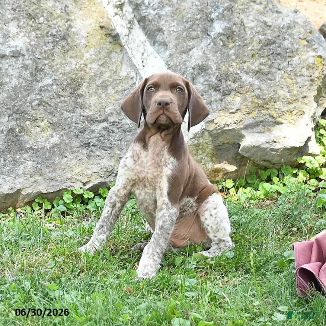 German Shorthaired Pointer dogs for sale: Rocket - Ad 2