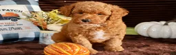 Mini Goldendoodle dogs for sale: Mini Goldendoodle 3 - Ad 5