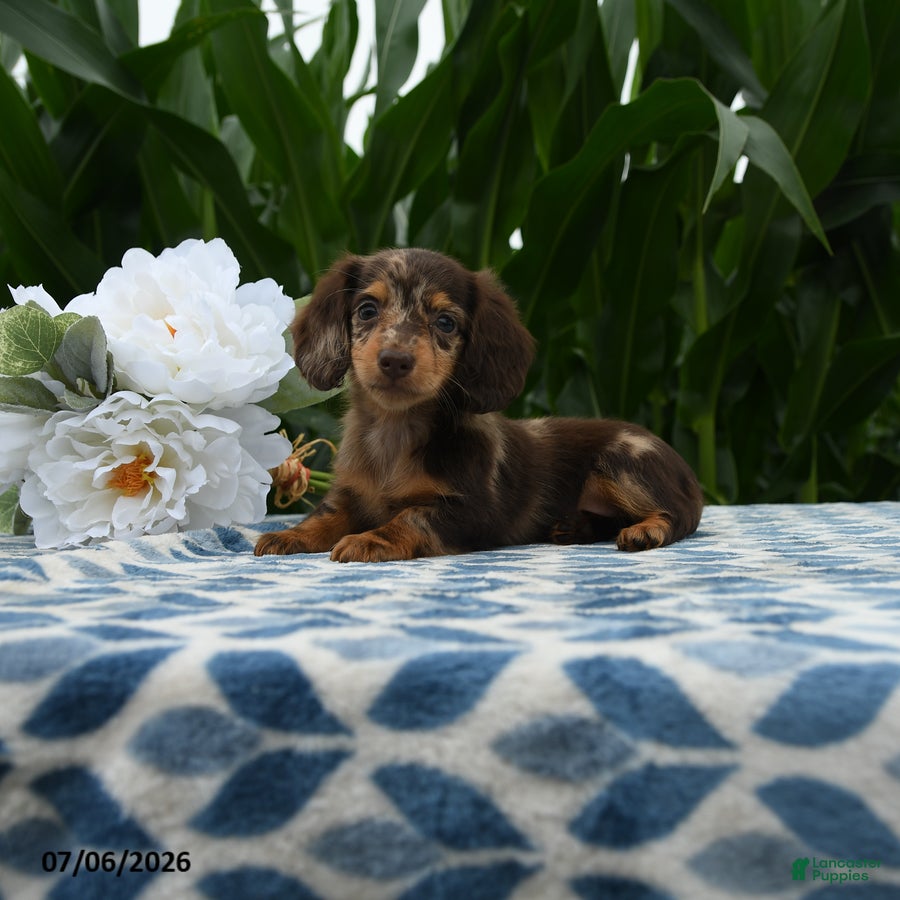 Miniature Dachshund dogs Adidas - Ad 1