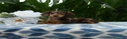 Miniature Dachshund dogs for sale: Adidas - Ad 1