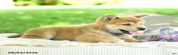 Shiba Inu dogs for sale: Emerald - Ad 3