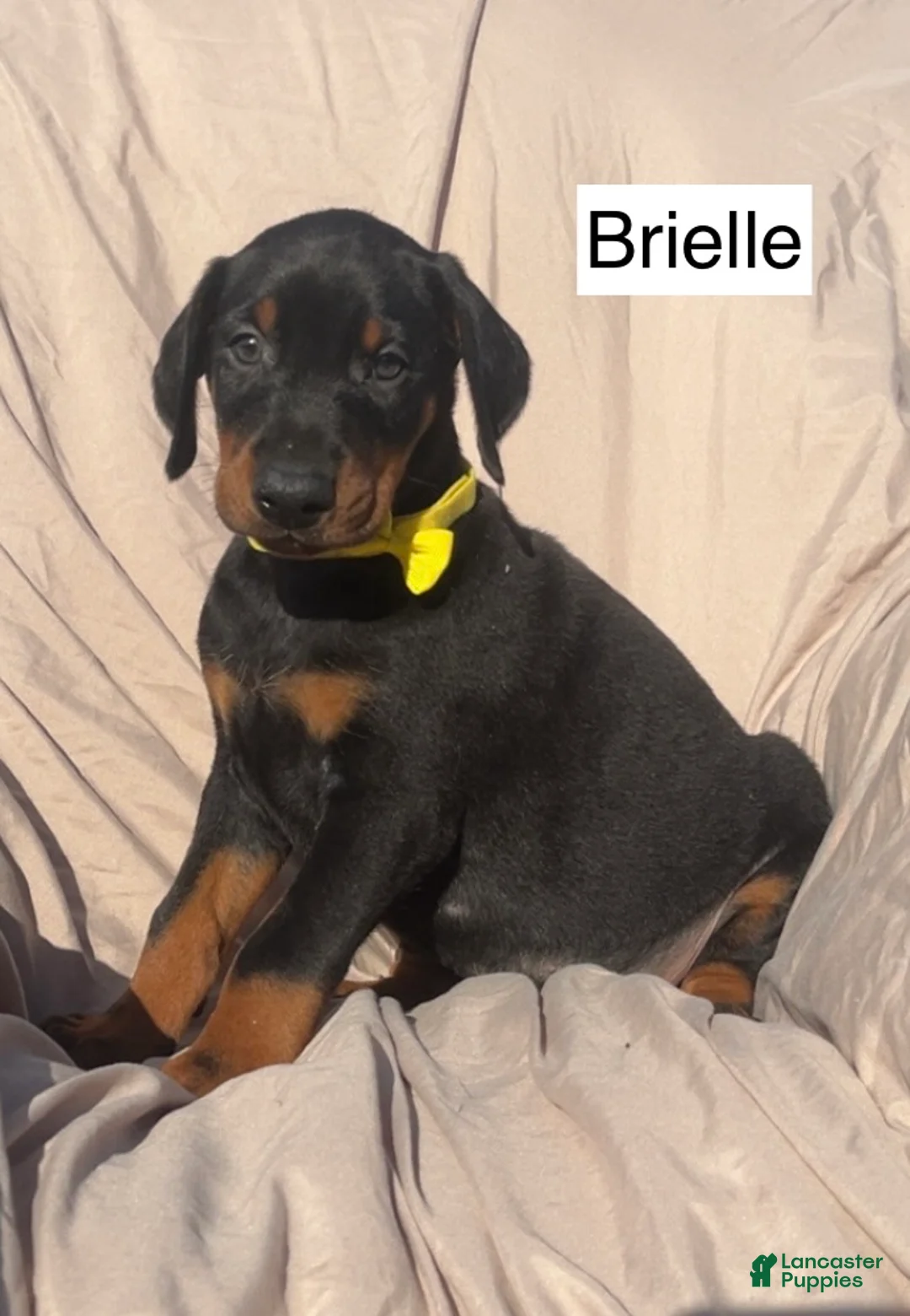 Doberman Pinscher dogs for sale: Brielle - Ad 7
