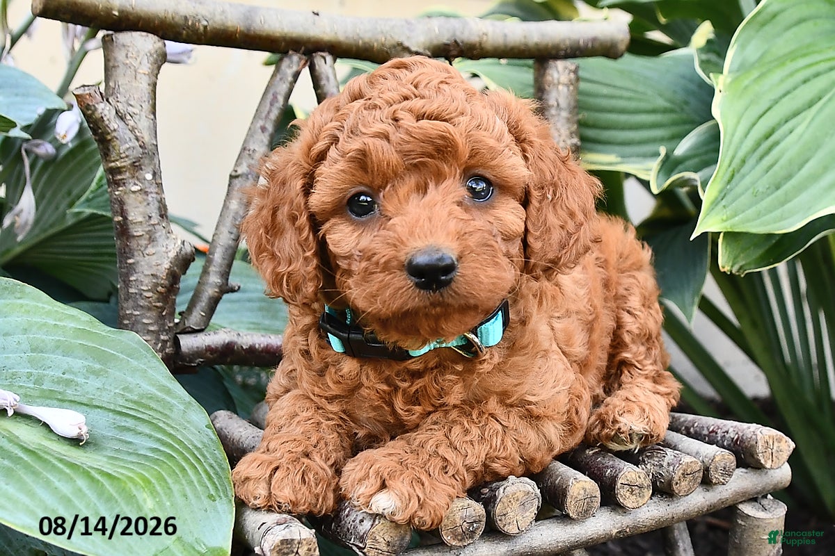 Cavapoo dogs Daisy - Ad 2