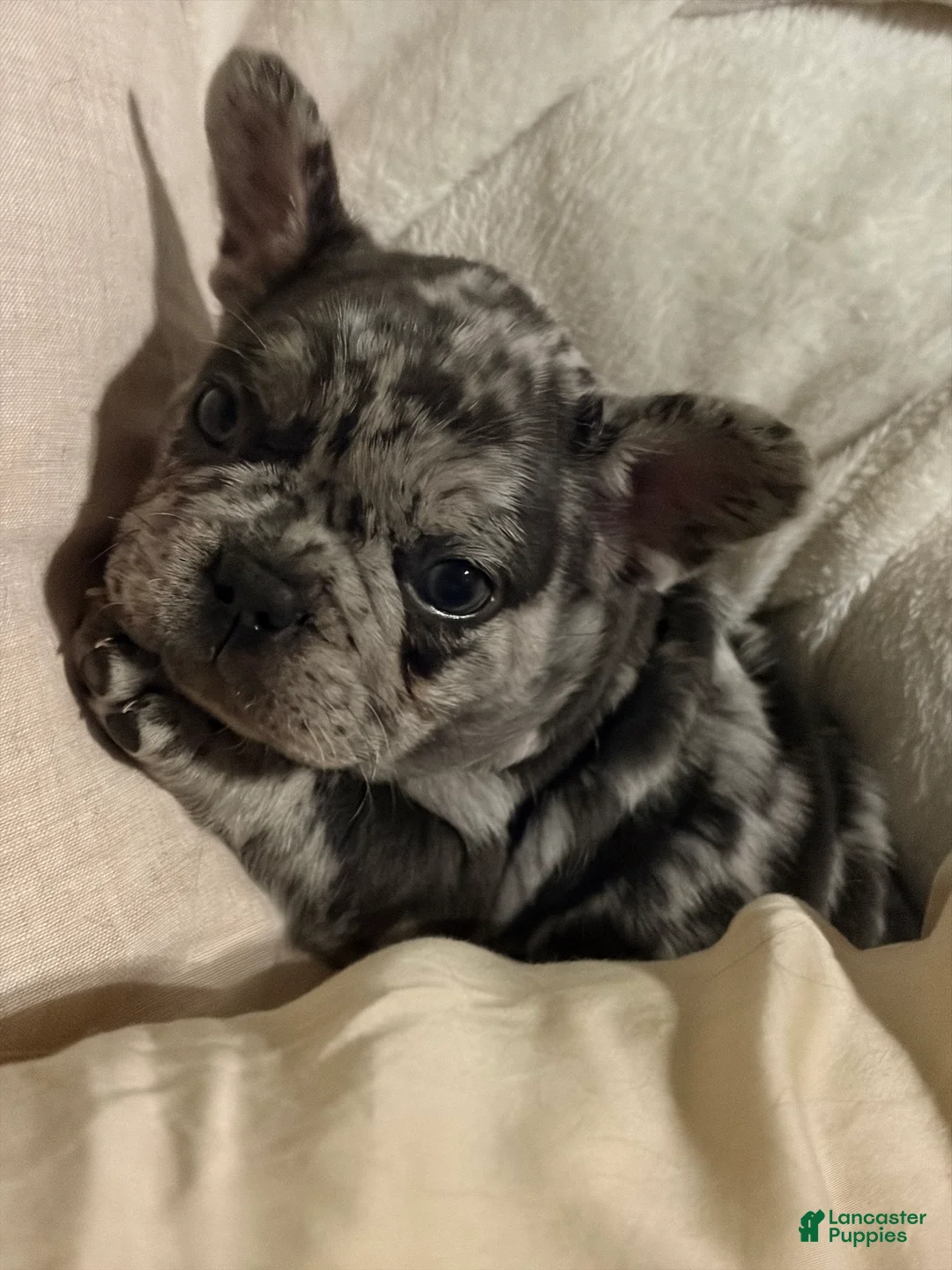 Mixed Breed dogs for sale: Pepper - Ad 2