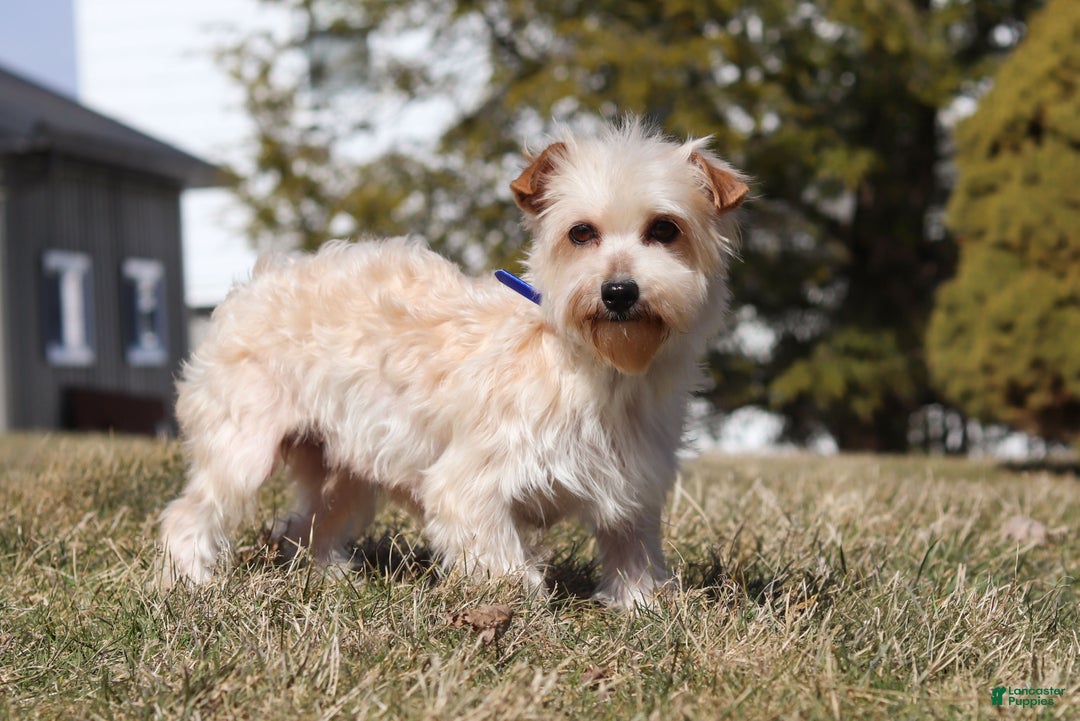 Maltipoo dogs for sale: Kevin - Ad 8